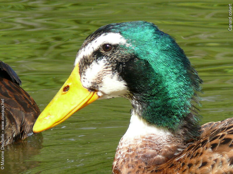 Mallard male immature