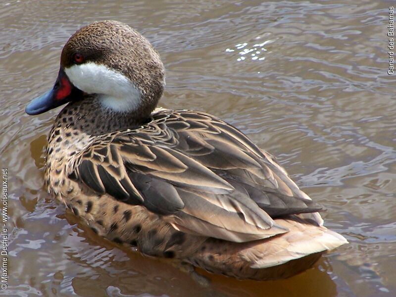 Canard des Bahamas