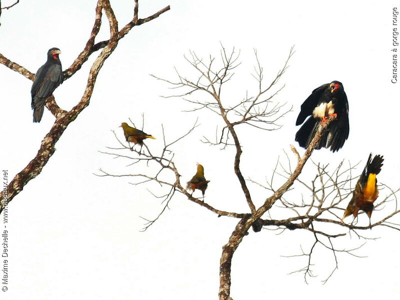 Caracara à gorge rouge, chant, Comportement