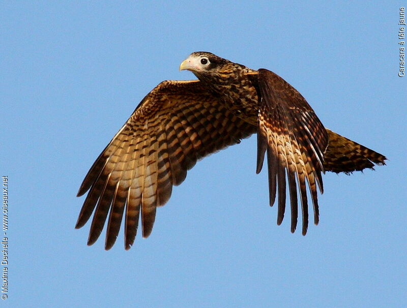 Yellow-headed Caracarajuvenile