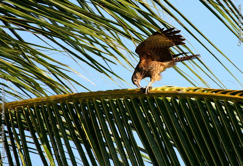 Yellow-headed Caracaraimmature, feeding habits