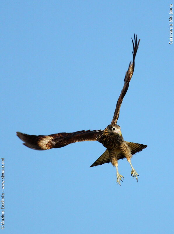 Caracara à tête jauneimmature, Vol