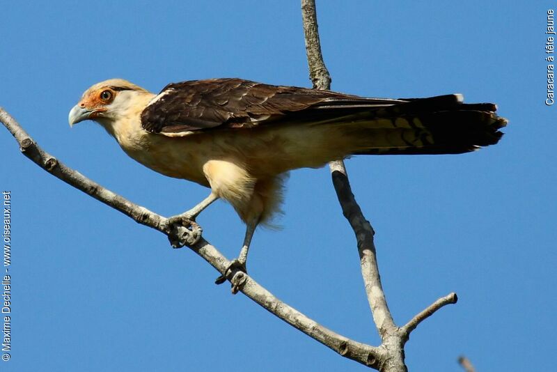 Yellow-headed Caracaraadult, identification