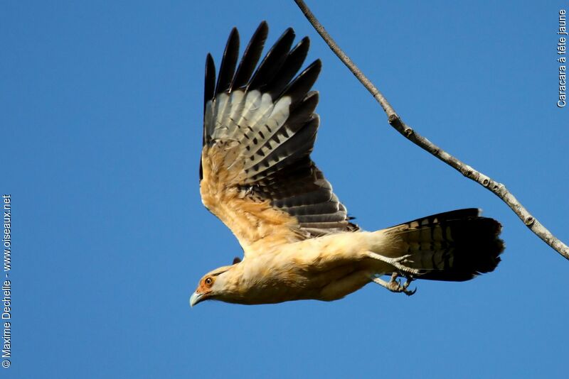 Yellow-headed Caracaraadult, Flight