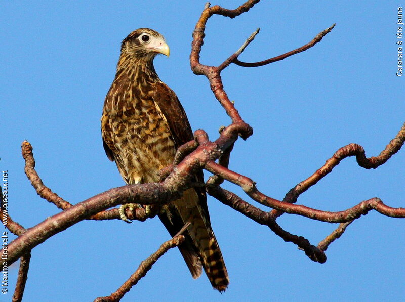 Caracara à tête jauneimmature