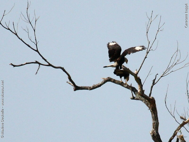 Caracara huppé adulte, Comportement