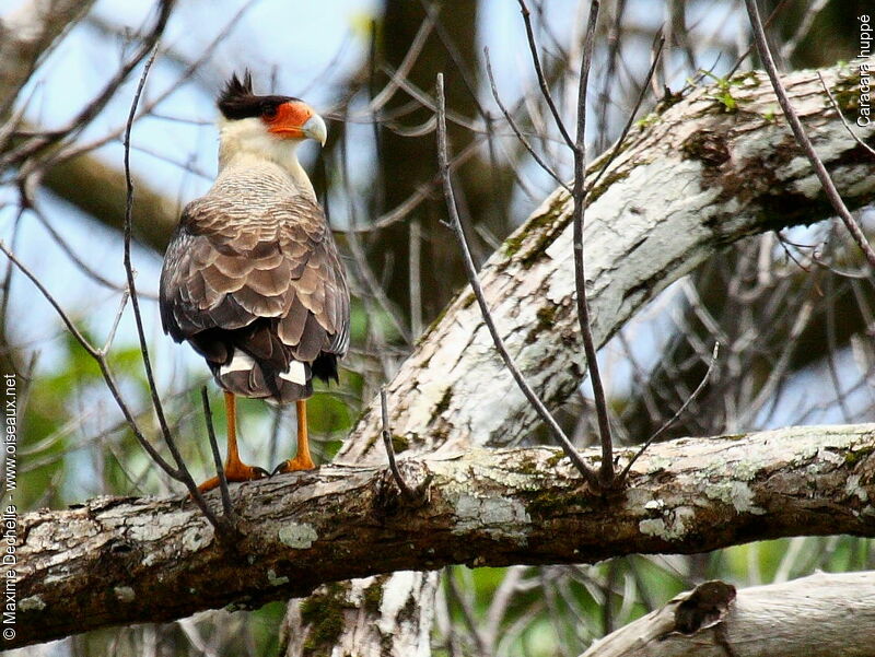 Crested Caracara, identification