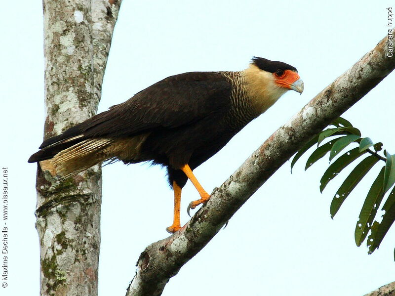 Crested Caracara, identification