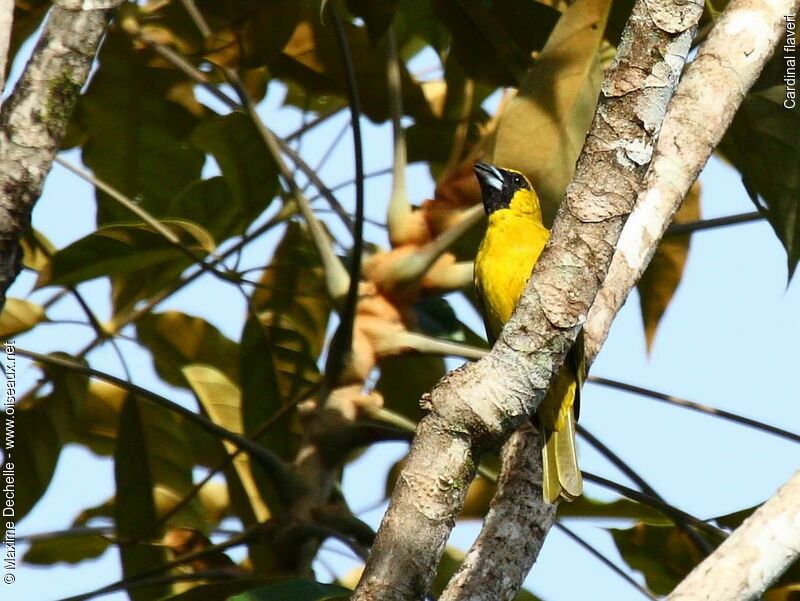 Yellow-green Grosbeak