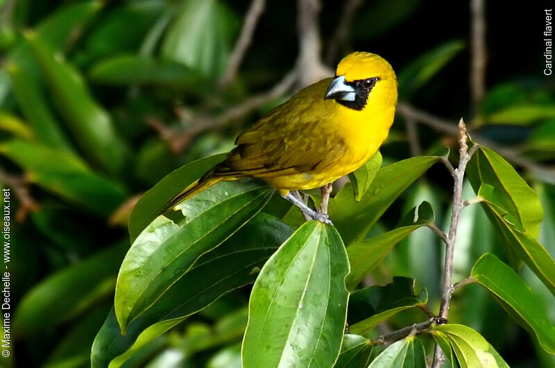 Yellow-green Grosbeak, identification