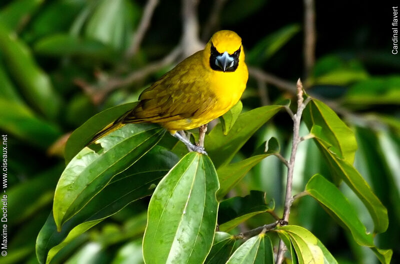 Cardinal flavert, identification