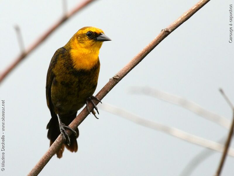 Yellow-hooded Blackbird male immature