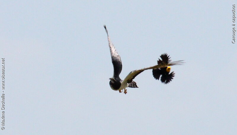 Yellow-hooded Blackbird, identification, Flight, Behaviour