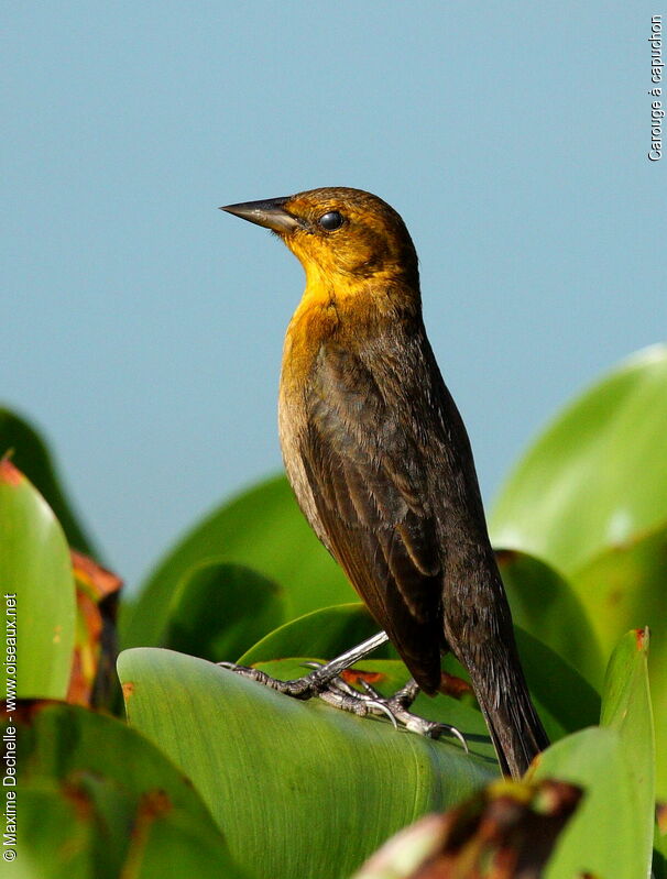 Yellow-hooded Blackbird female adult