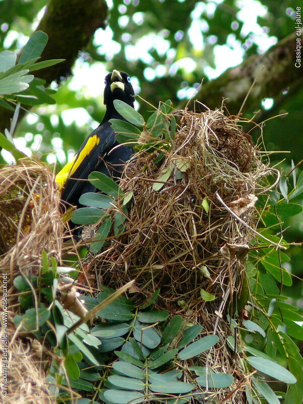 Yellow-rumped Caciqueadult, identification, Reproduction-nesting, song