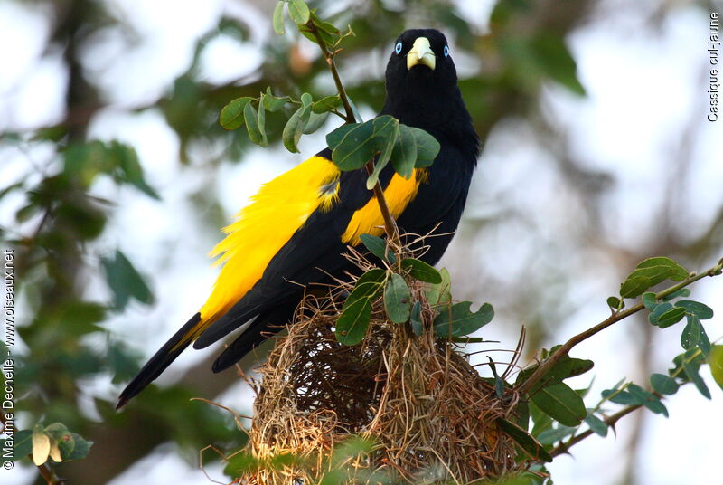 Yellow-rumped Caciqueadult, identification, Reproduction-nesting