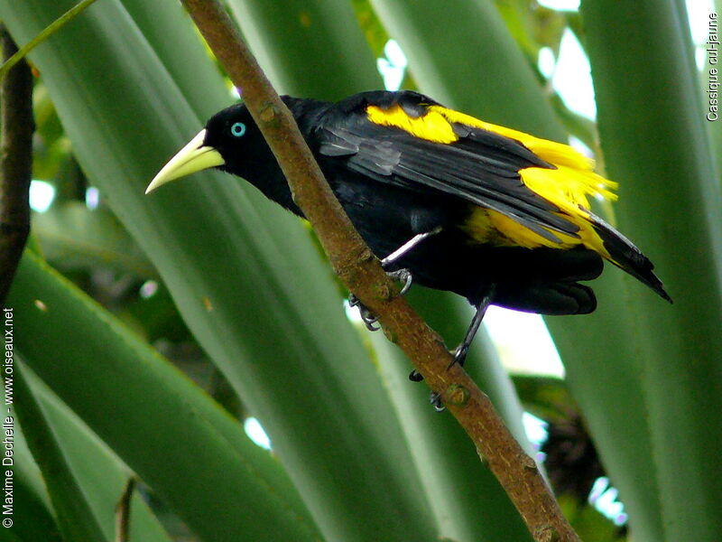 Cassique cul-jauneadulte, identification