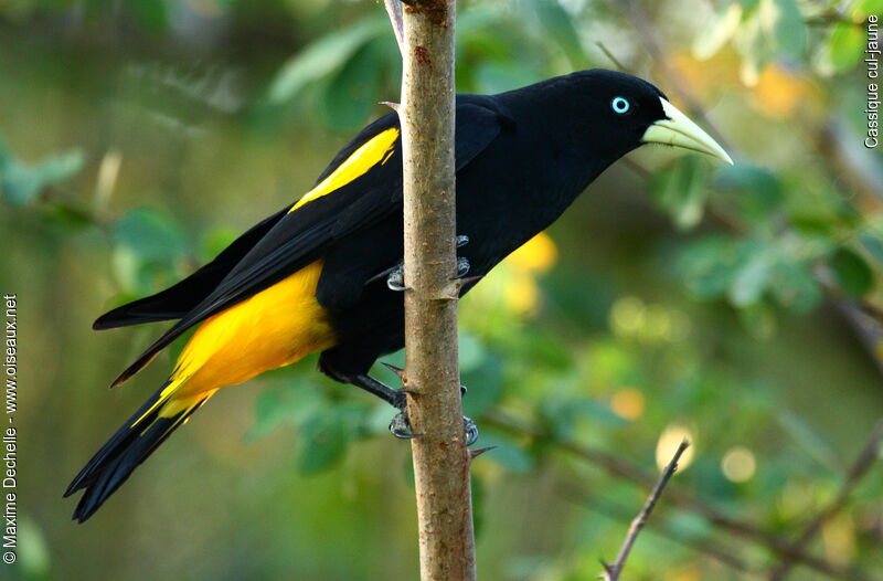 Yellow-rumped Caciqueadult, identification