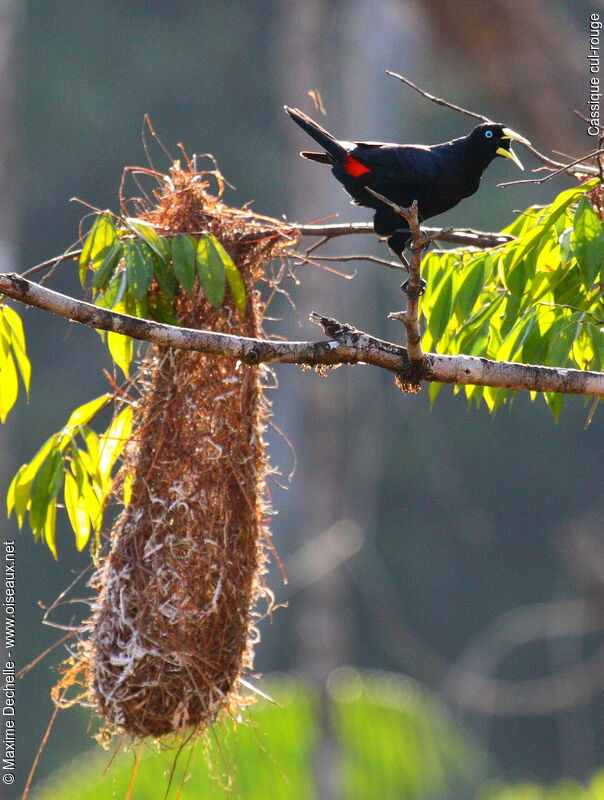 Red-rumped Cacique