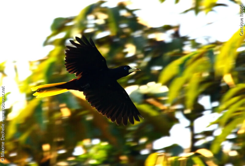 Crested Oropendolaadult, Flight