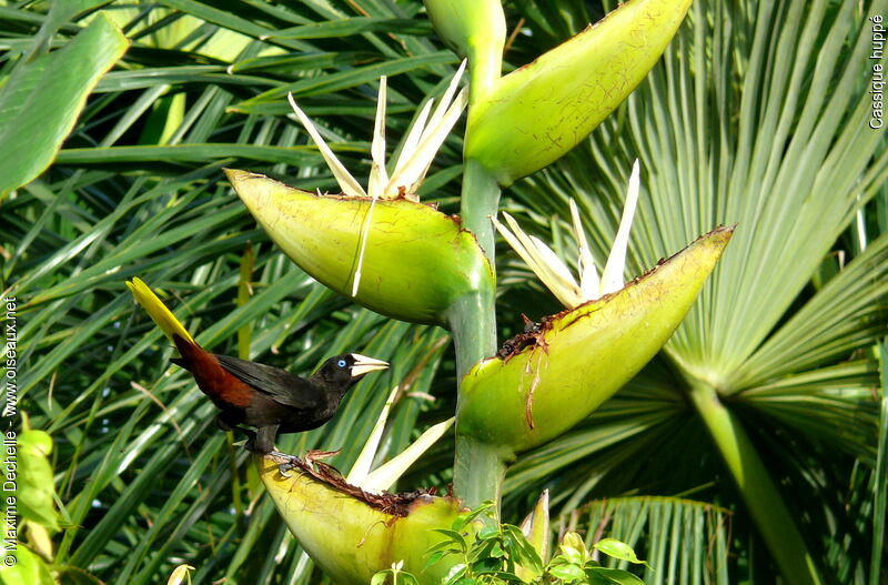 Cassique huppéadulte, identification