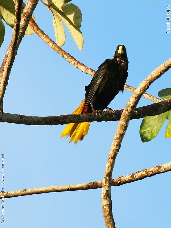 Crested Oropendola male adult, identification