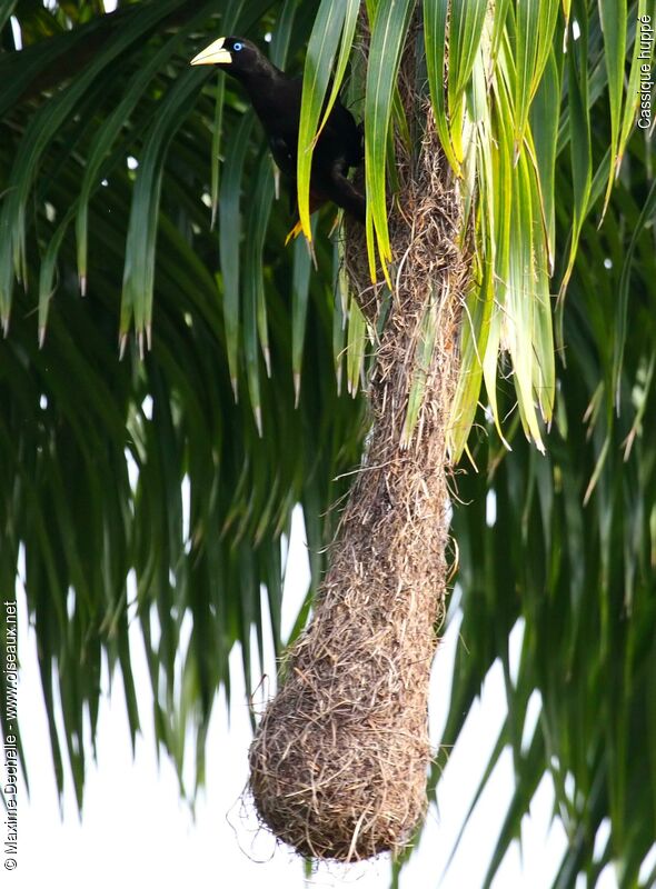 Crested Oropendolaadult, Reproduction-nesting