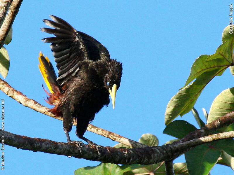 Crested Oropendola male adult, identification, Behaviour