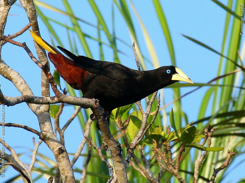 Cassique huppé mâle adulte, identification