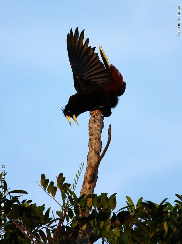 Crested Oropendola male adult breeding, identification, song, Behaviour