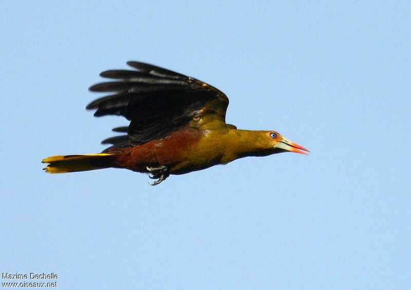 Green Oropendolaadult, Flight