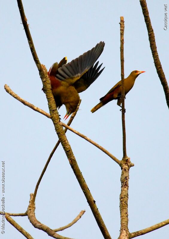 Green Oropendola adult, identification, song, Behaviour