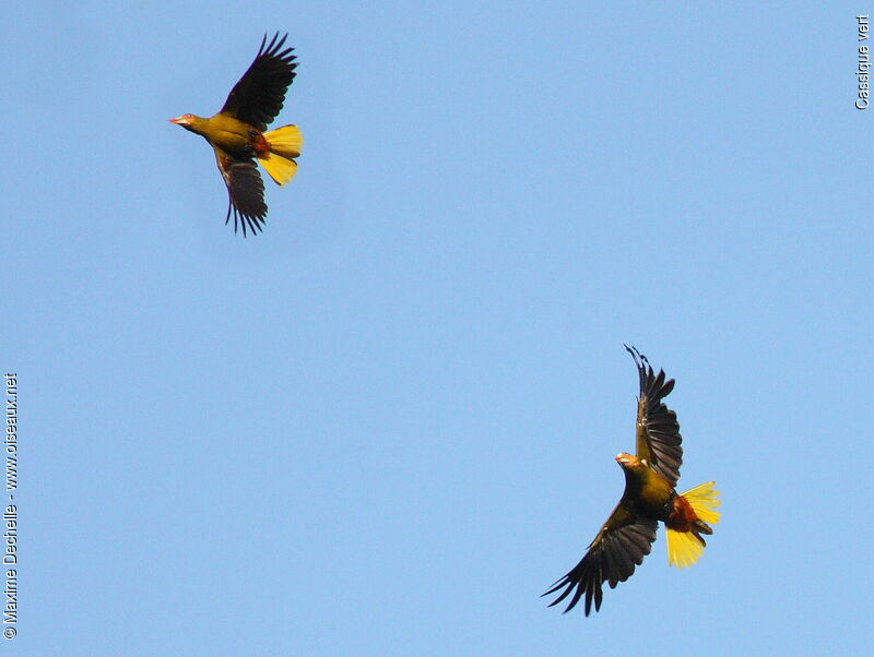 Green Oropendola adult, Flight