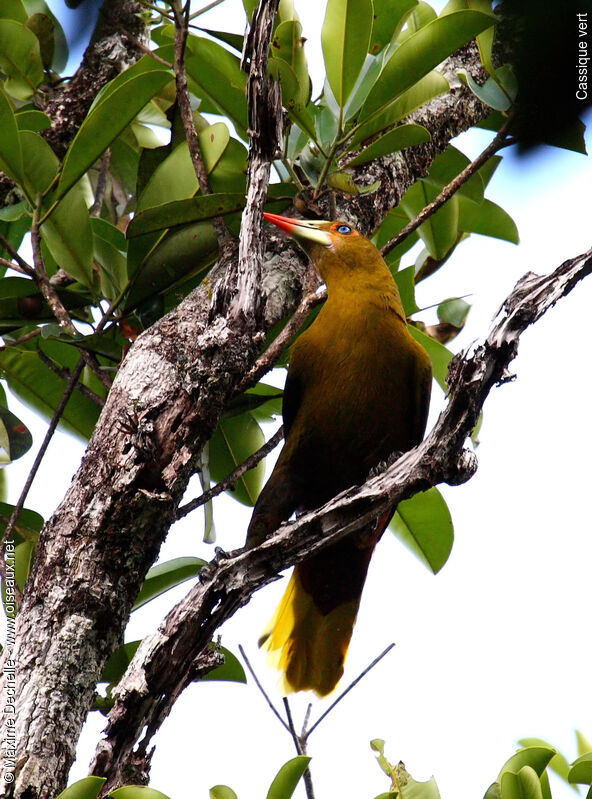 Green Oropendolaadult, identification