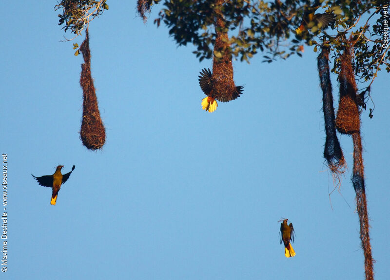 Green Oropendolaadult, Flight, Reproduction-nesting