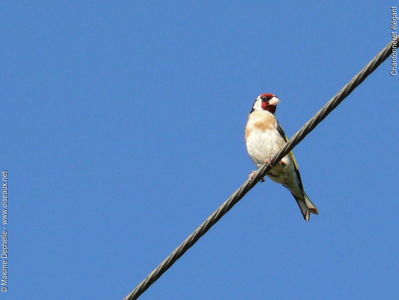 Chardonneret élégant