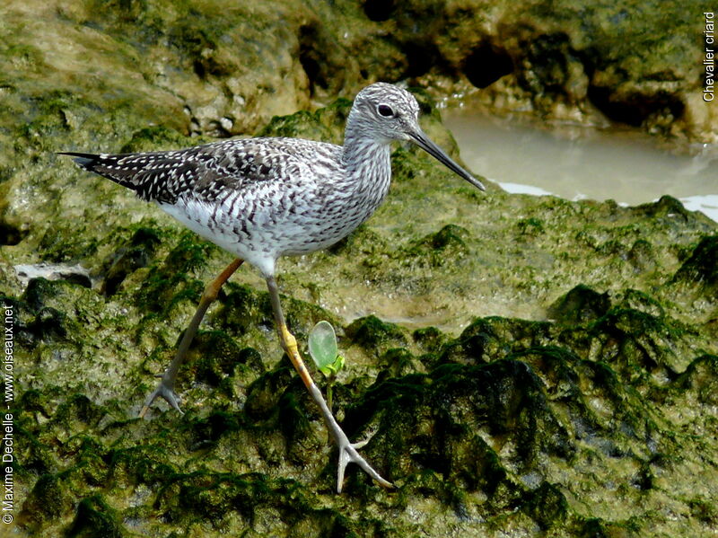 Greater Yellowlegs