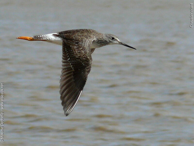 Greater Yellowlegs