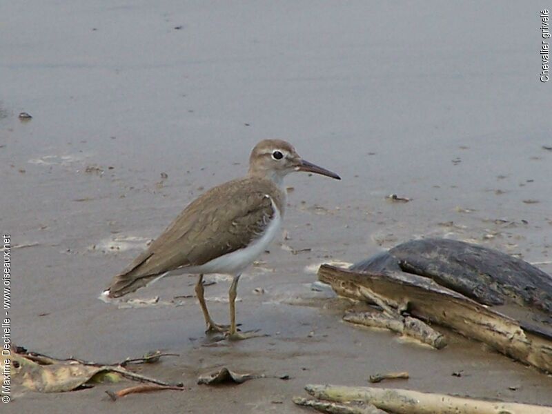 Spotted Sandpiper