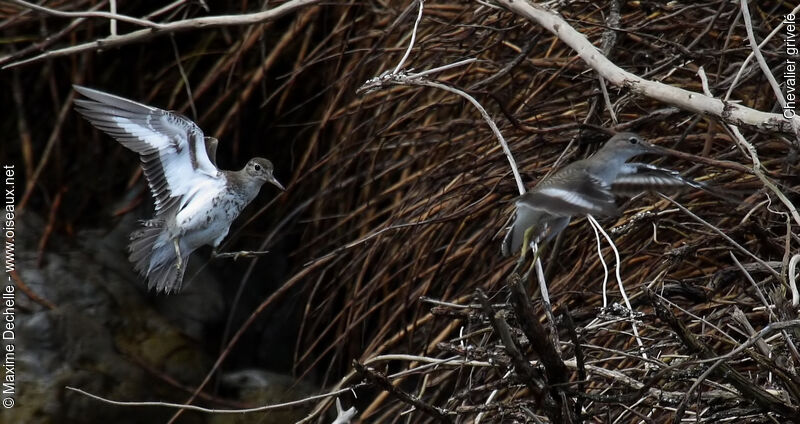 Spotted Sandpiper, identification, Flight, Behaviour