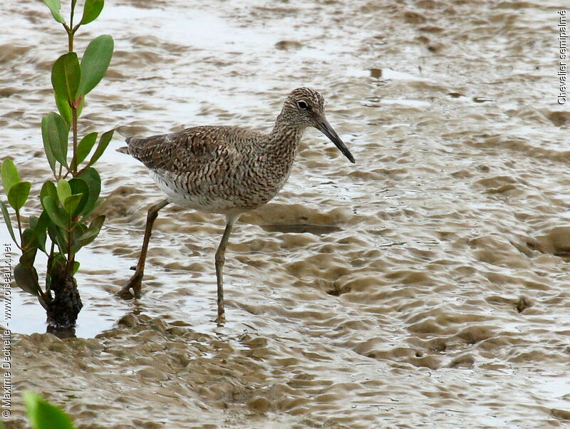 Willet