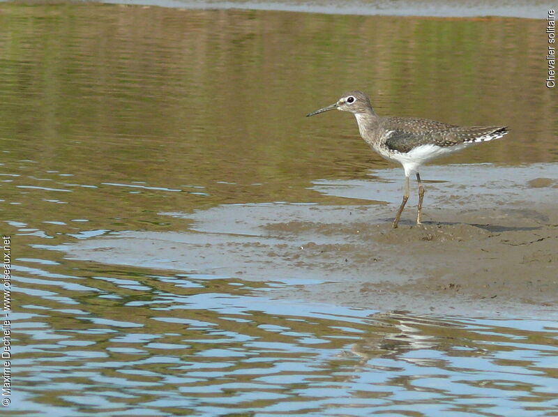 Solitary Sandpiper