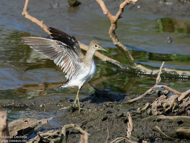 Solitary Sandpiper, habitat, pigmentation