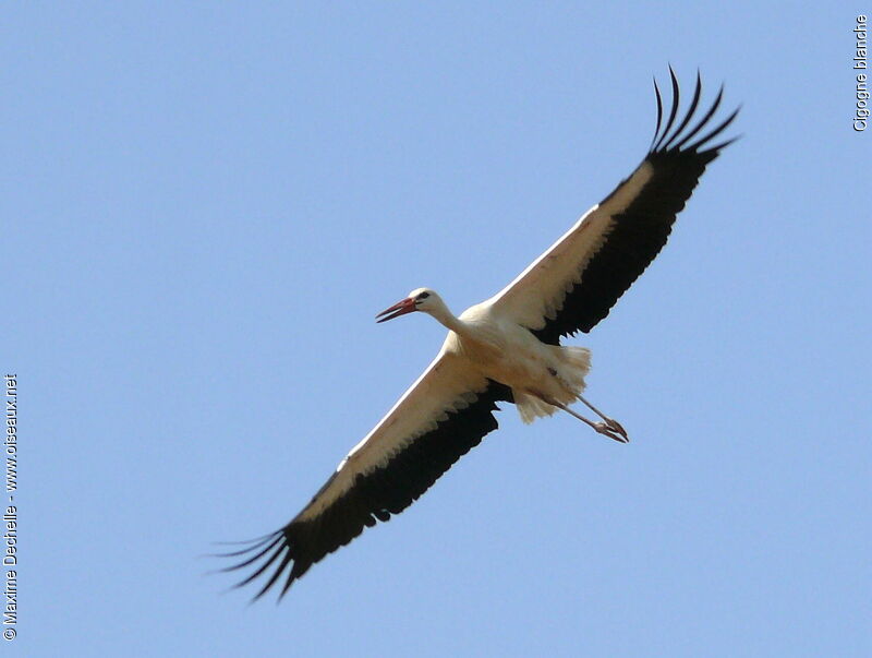 White Stork