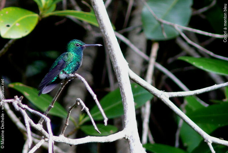 Colibri à menton bleu mâle adulte