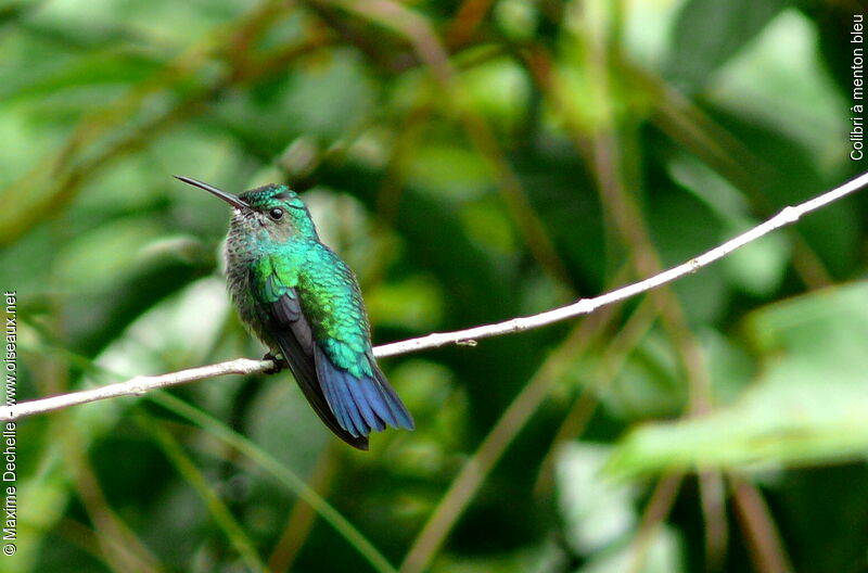 Colibri à menton bleu femelle adulte