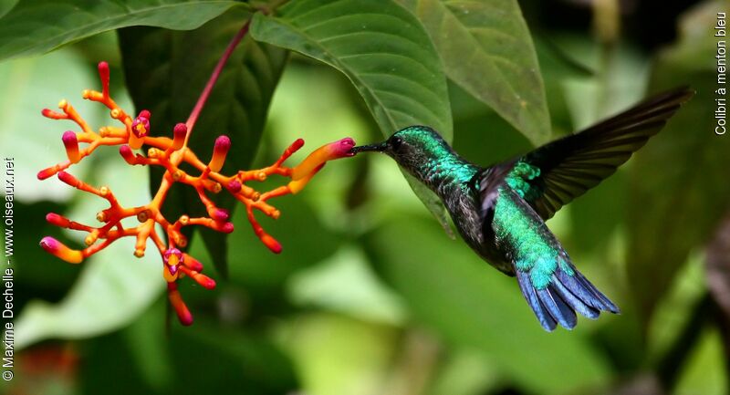 Blue-chinned Sapphire female adult, Flight, feeding habits