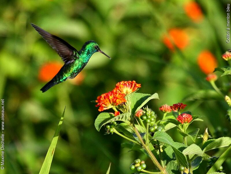 Colibri à menton bleu mâle adulte, Vol