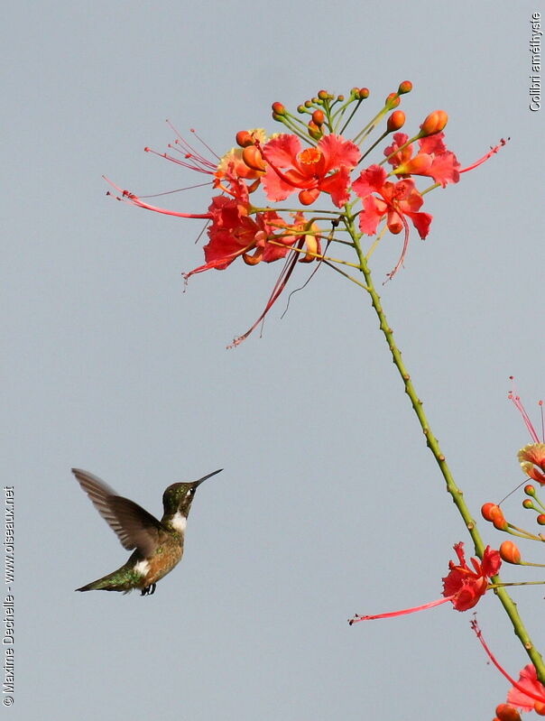 Colibri améthyste femelle adulte, identification, Vol, régime