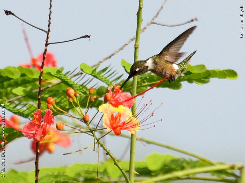 Colibri améthyste femelle adulte, identification, Vol, régime